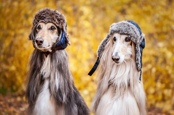 İki şık Afgan köpekler, köpekler, komik kürk şapka sonbahar orman arka plan üzerinde. Hayvanlar, köpekler için moda için kavram giyim