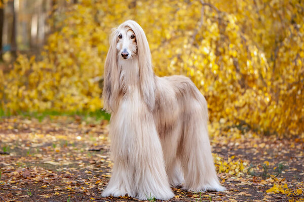 Dog, gorgeous Afghan hound, full-length portrait, against the background of the autumn forest, space for text