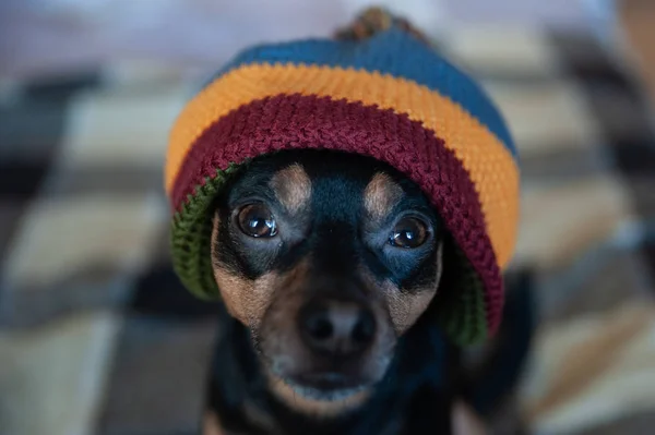 Cucciolo Carino Con Cappello Coperta Casa Abbigliamento Cani Cura Gli — Foto Stock