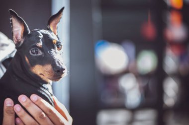 Sergi köpekler, minyatür Pinscher Zwergpinsche, sahibi ile uzay metin için