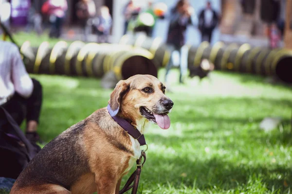 Köpekler, komik kırmızı köpek serginin sahibi, bir köpek portresi, metin için yer ile