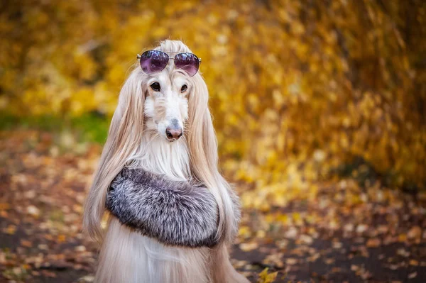 Chien Élégant Mode Chien Afghan Dans Manto Fourrure Lunettes Soleil — Photo