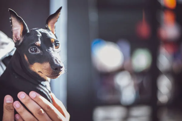 Exhibition Dogs Miniature Pinscher Zwergpinsche Owner Space Text — Stock Photo, Image