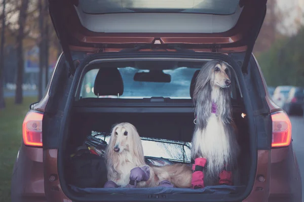 两个优雅的阿富汗猎狗在车上 与动物旅行的概念 运输狗 汽车后备箱里的狗 带着行李箱和行李 — 图库照片