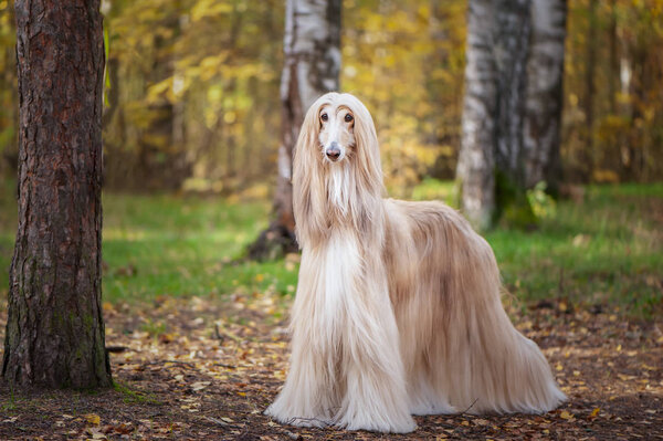 Dog, gorgeous Afghan hound, full-length portrait, against the background of the autumn forest, space for text
