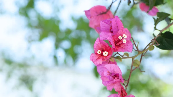 Bougainvillea Flores Vermelhas Textura Fundo — Fotografia de Stock