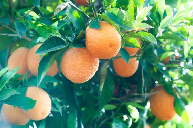 Portakal güneşte olgunlaşmış meyve ağacıyla