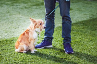 Köpeklerin Sergisi, minyatür komik kırmızı köpek sahibi ile