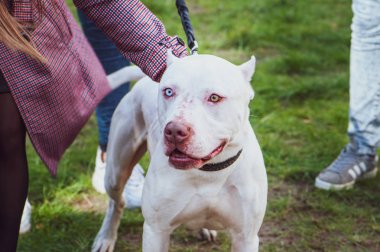 Farklı renklerde, köpekler, serginin gözlü beyaz pitbull Staffordshire Terrier köpek sahipleri ile