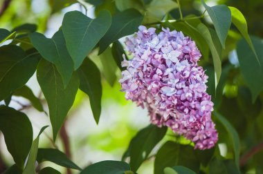 Yeşil, doğal arka plan, metin, alan üzerinde hassas leylak kartpostal