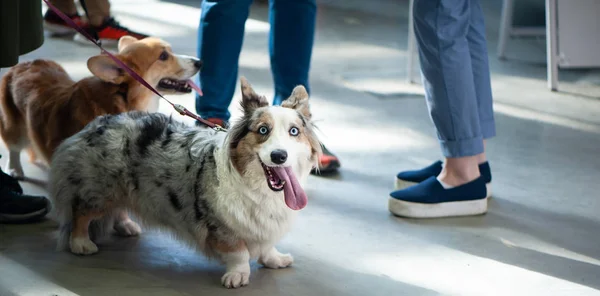 Cardigans Corgi Welsh Warna Biru Dengan Pemilik Pameran Anjing — Stok Foto