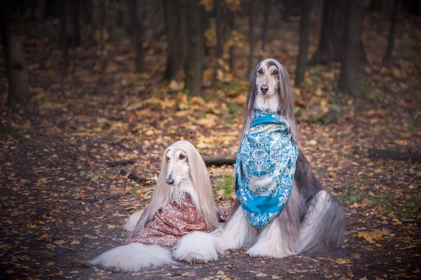 Two gorgeous Afghan hounds in beautiful shawls against the background of the forest, women of fashion, beauty. Concept clothes, fashion for dogs