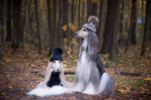 Dogs Two Funny Very Cute Afghan Hounds Hats Scarves Background — Stock Photo, Image