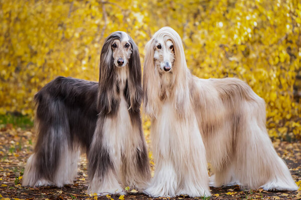 Two dogs, beautiful Afghan greyhounds, full-length portrait, against the background of the autumn forest, are looking at the camera.