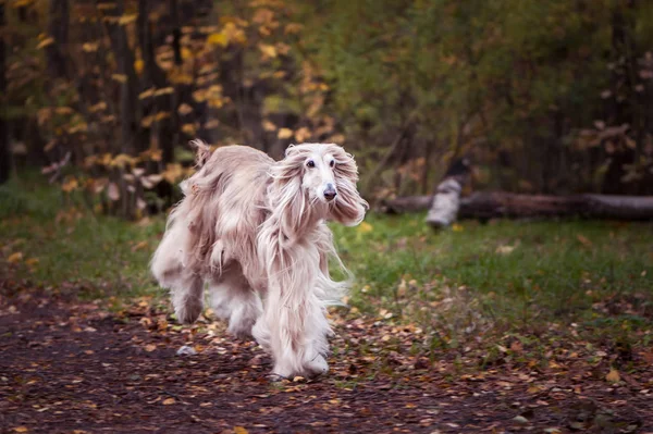 Dog,  beautiful Afghan hound, running along the autumn path, walking.