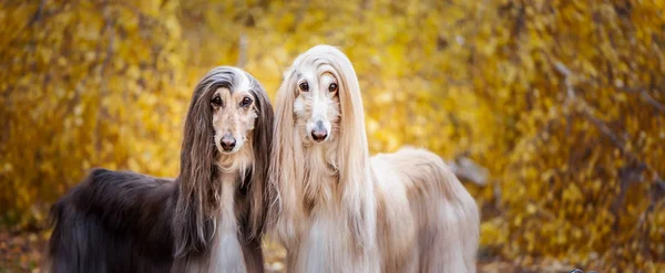 Due Cani Bellissimi Levrieri Afghani Ritratto Sullo Sfondo Della Foresta — Foto Stock