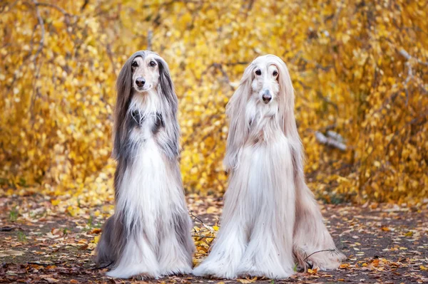 Two Dogs Beautiful Afghan Greyhounds Portrait Background Autumn Forest Looking — Stock Photo, Image