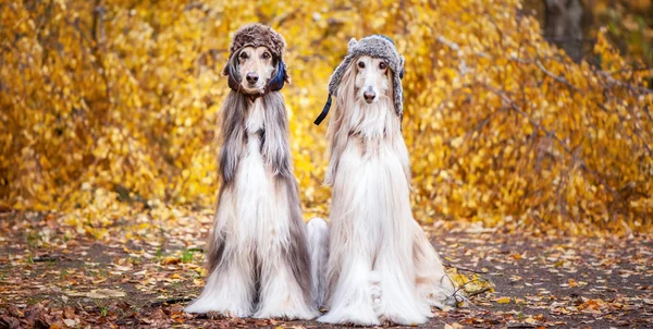 Dos Sabuesos Afganos Elegantes Perros Sombreros Piel Graciosos Fondo Del — Foto de Stock