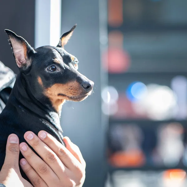 Exhibition Dogs Miniature Pinscher Zwergpinsche Owner — Stock Photo, Image