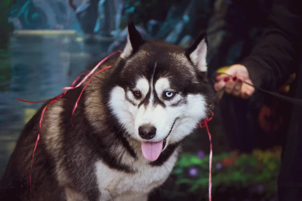 Tentoonstelling Van Honden Bruin Siberische Husky Met Ogen Van Verschillende — Stockfoto