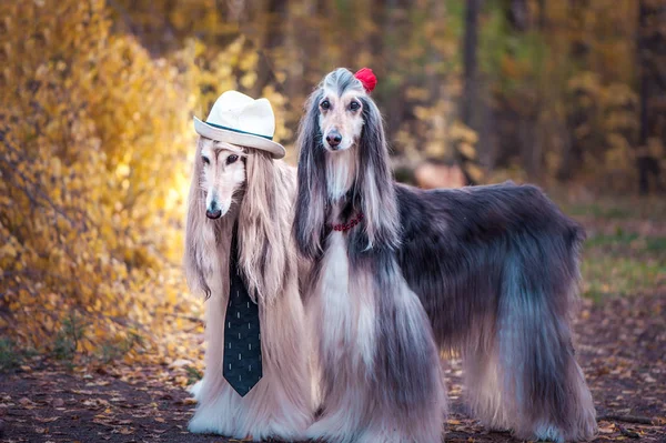 Couple Dogs Style Bride Groom Lovers Afghan Hounds Men Women — Stock Photo, Image