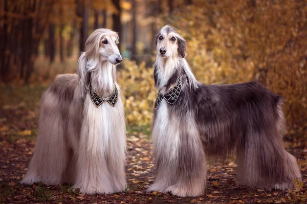 Two magnificent Afghan hounds, similar to medieval lords, with hairstyles and collar