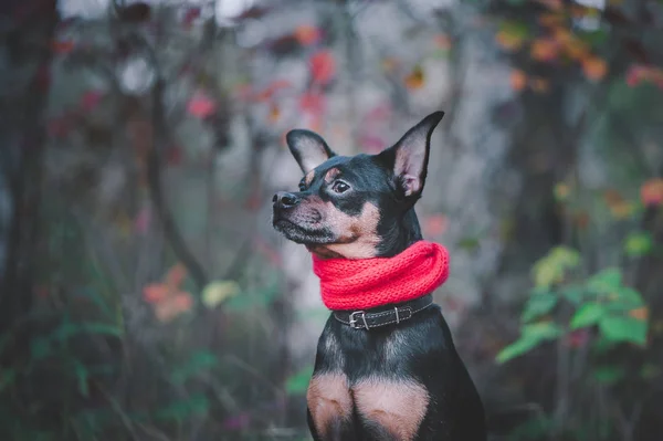 Smart Dog Terrier Con Dati Ideali Trova Nella Foresta Autunnale — Foto Stock