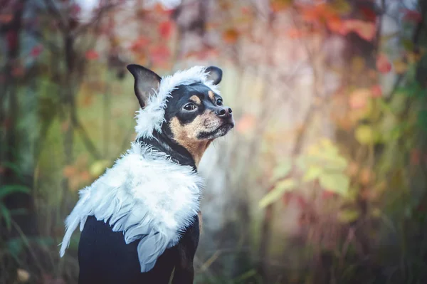 Anielski Pies Portret Psa Obraz Anioła Wieńcu Białymi Skrzydłami Symbol — Zdjęcie stockowe