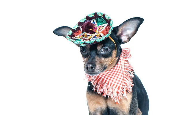 Mexican Dog Sombrero Bandage Isolated Background — Stock Photo, Image