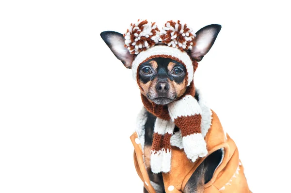 Funny Puppy Dog Winter Hat Pumples Isolated Dog Clothes Space — Stock Photo, Image