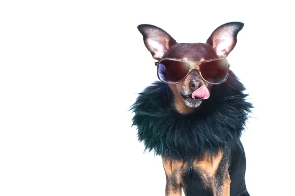 Stylish Chic Dog Isolated Diva Fur Coat Glasses Licked Anticipation — Stock Photo, Image