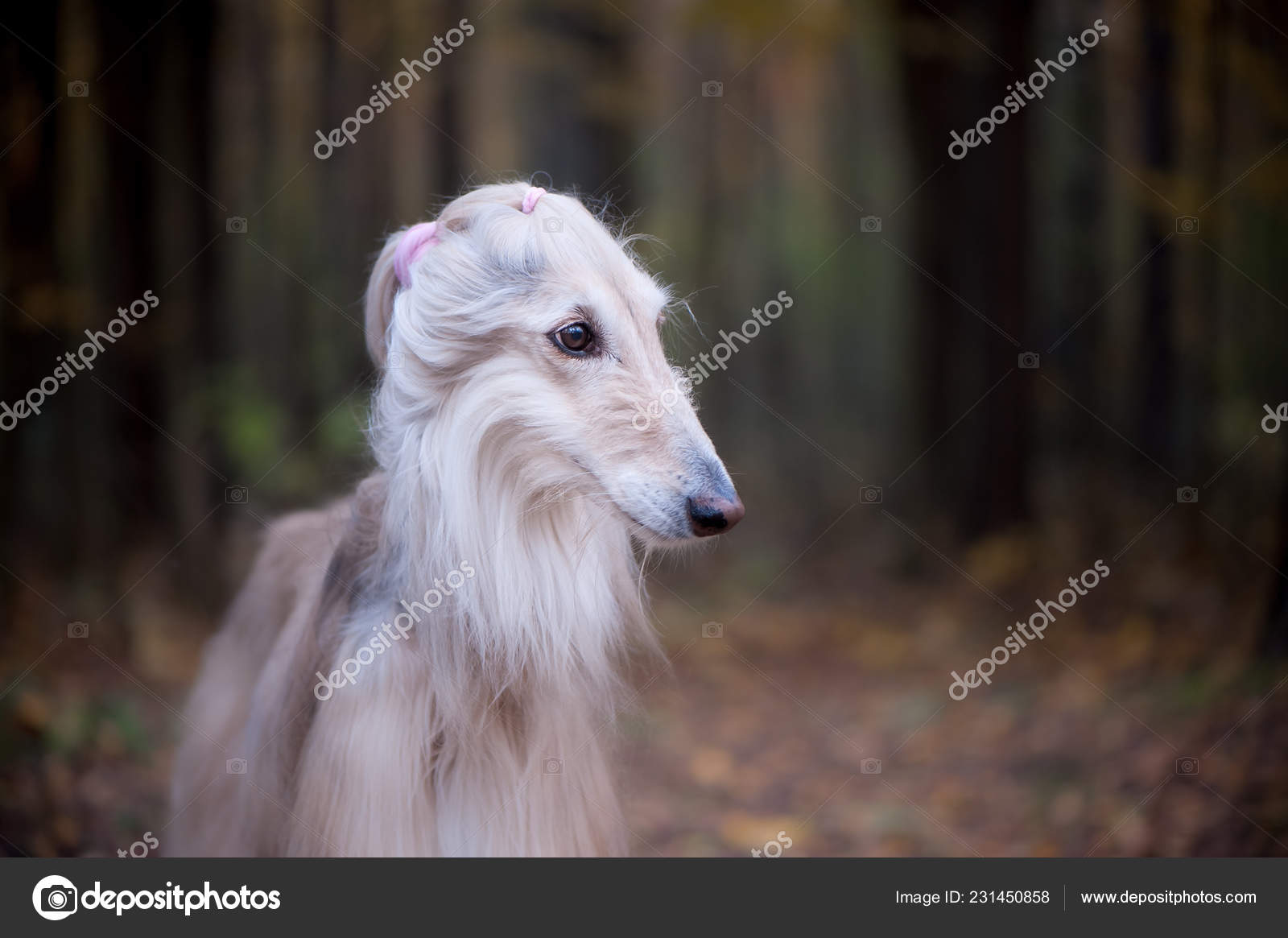 Dog Gorgeous Afghan Hound Original Fitness Hairstyle