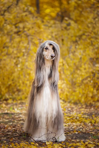 Dog, gorgeous Afghan hound, full-length portrait, against the background of the autumn forest