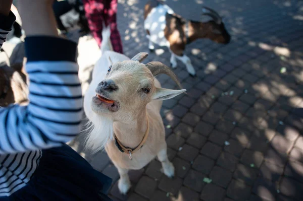 Děti Krmit Kozy Zoo — Stock fotografie