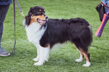  Gösteri, sergi köpeklerin Avustralyalı çoban