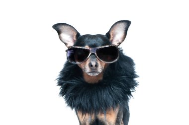 Şık, şık köpek izole, diva bir kürk manto ve gözlük. Moda ve alışveriş kavramı