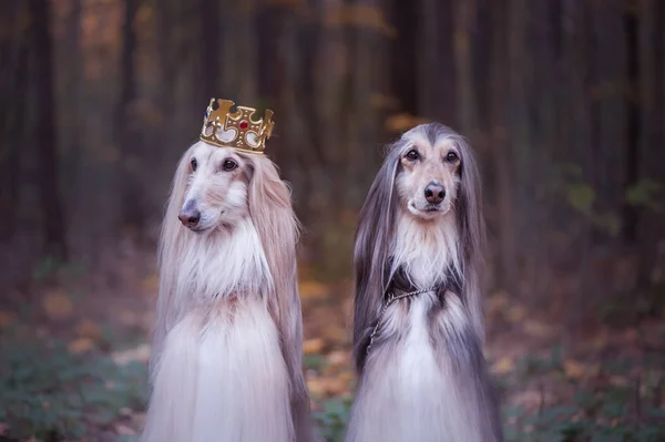 Pies Koronie Afghan Hounds Royal Ubrania Naturalnym Tle Pies Pana — Zdjęcie stockowe