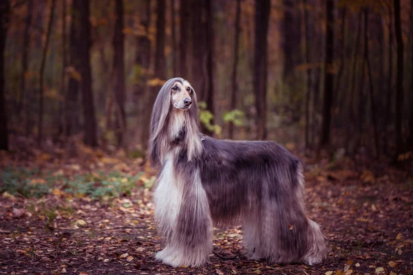 Dog, gorgeous Afghan hound, full-length portrait, against the background of the autumn forest, space for text , toned red