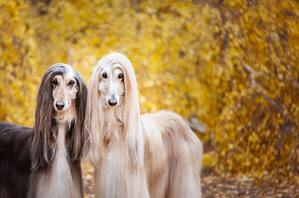 Two dogs, beautiful Afghan greyhounds, portrait, against the background of the autumn forest, are looking at the camera.