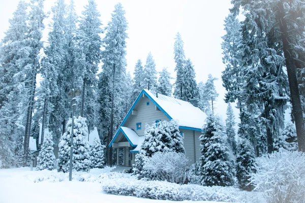 Beautiful Winter Forest Snow Covered House Firs Pines Snow Landscape — Stock Photo, Image