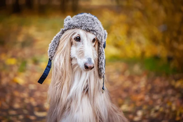 Dog, Afghan hound in a funny fur hat, against the background of the autumn forest. Concept clothes for animals, fashion for dogs