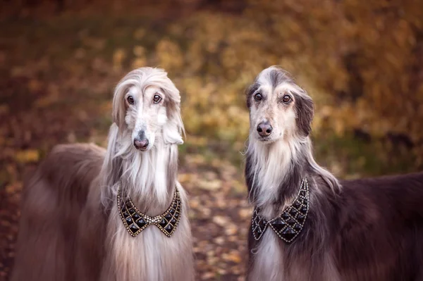 Two Magnificent Afghan Hounds Similar Medieval Lords Hairstyles Collar — Stock Photo, Image