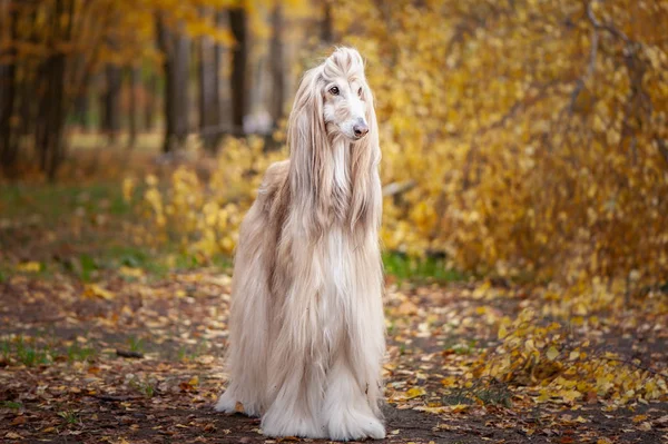 Dog, gorgeous Afghan hound, portrait, against the background of the autumn forest, space for text