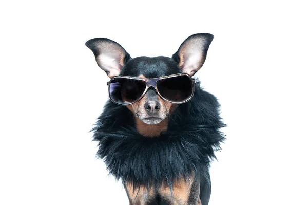 Şık, şık köpek izole, diva bir kürk manto ve gözlük. Moda ve alışveriş kavramı