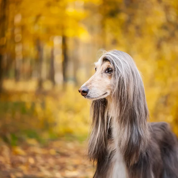 Köpek, muhteşem Afgan köpeği, portre, arka planda sonbahar ormanı, metin için alan