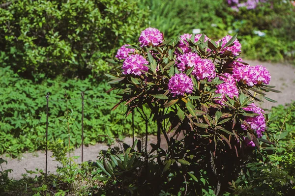 Rhododendron Rosa Jardim Close Espaço Para Texto — Fotografia de Stock
