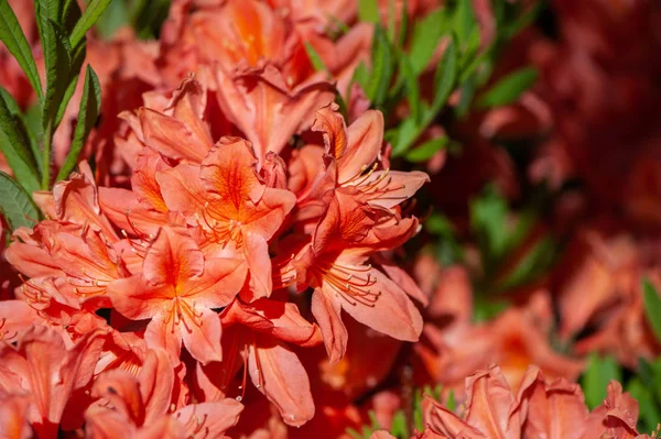 Laranja Rhododendron Japonicum Jardim Close — Fotografia de Stock