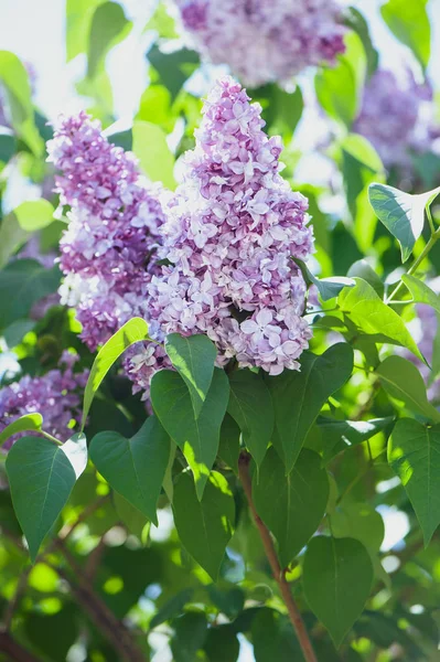 Delicate Lilac Green Natural Background Space Text Postcard — Stock Photo, Image