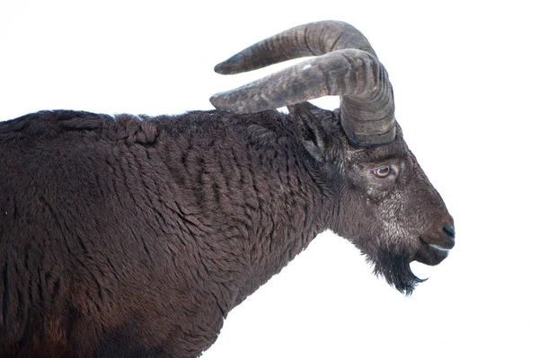 Daguestán Tour Retrato Animal Pezuña Perfil Fondo Invierno — Foto de Stock