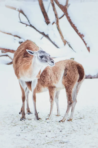 Dos Guanacos Madre Bebé Sobre Fondo Natural Invierno Retrato —  Fotos de Stock